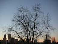 treeskyline